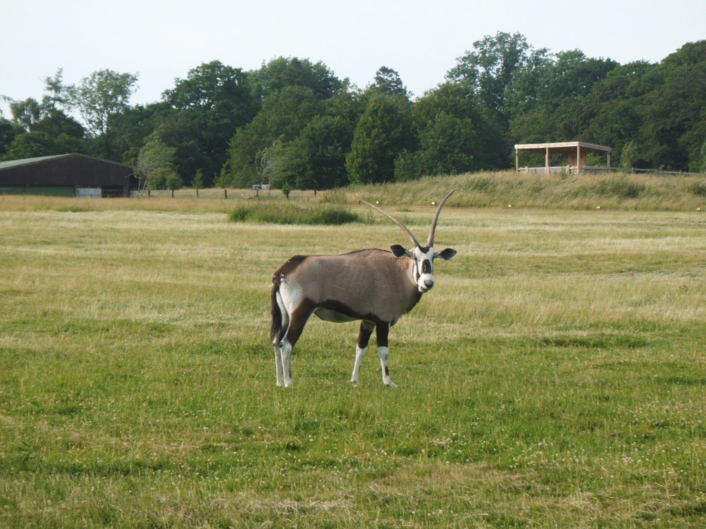 Gemsbok