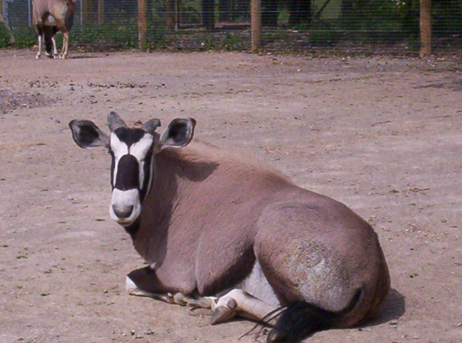 Gemsbok