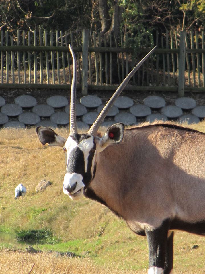 Gemsbok
