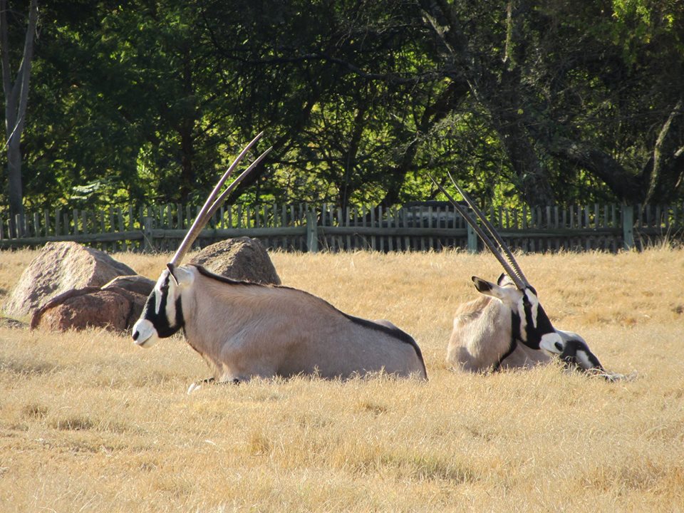 Gemsbok