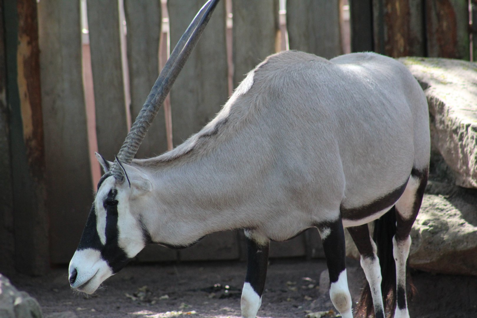 Gemsbok