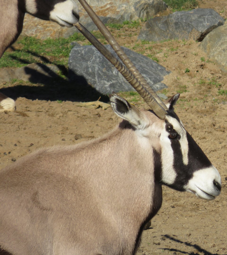 Gemsbok