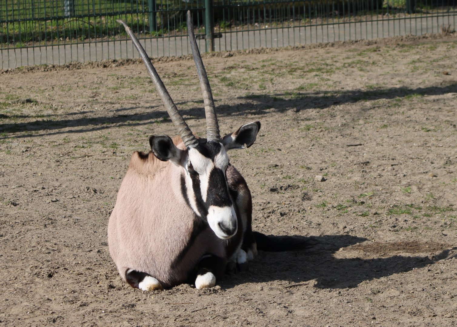 Gemsbok