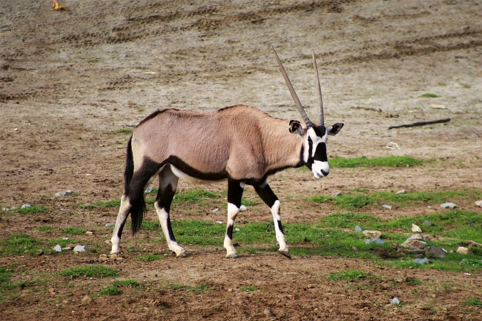 Gemsbok