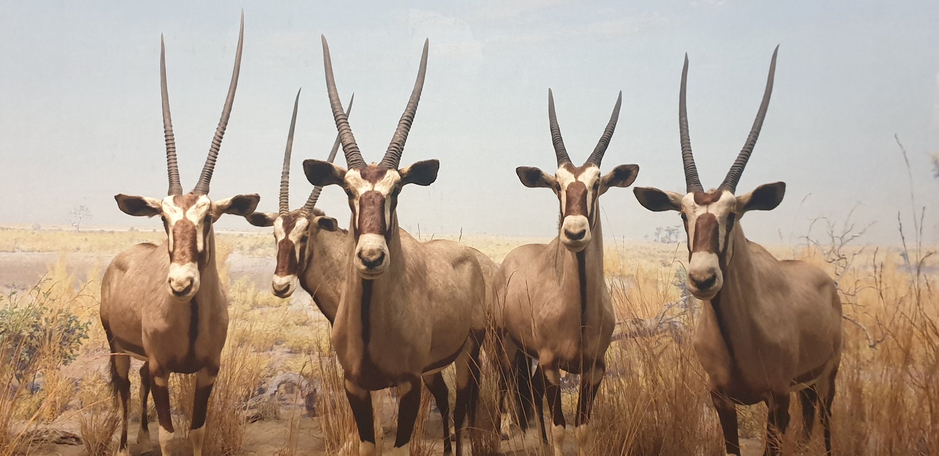 Gemsbok