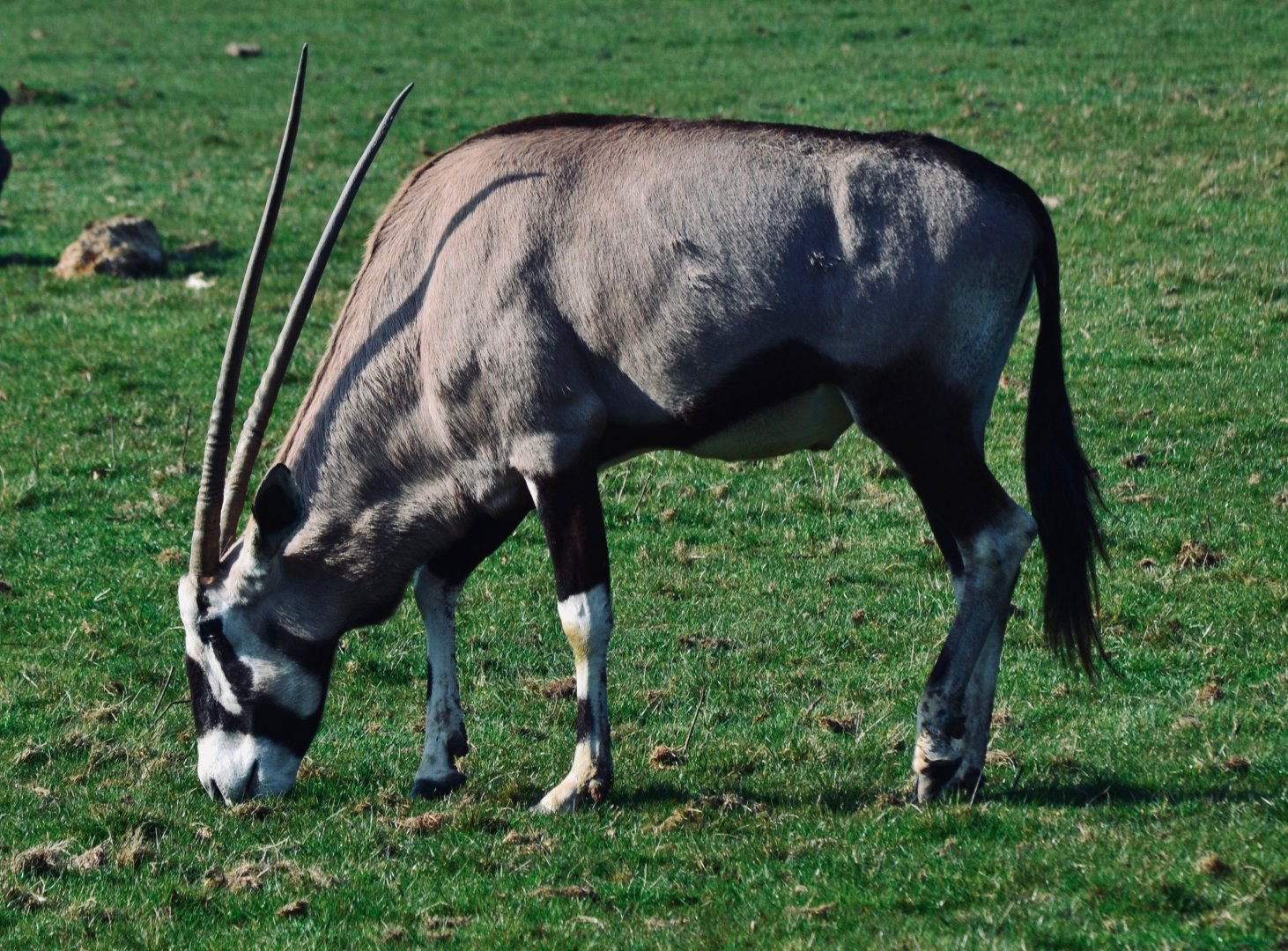 Gemsbok