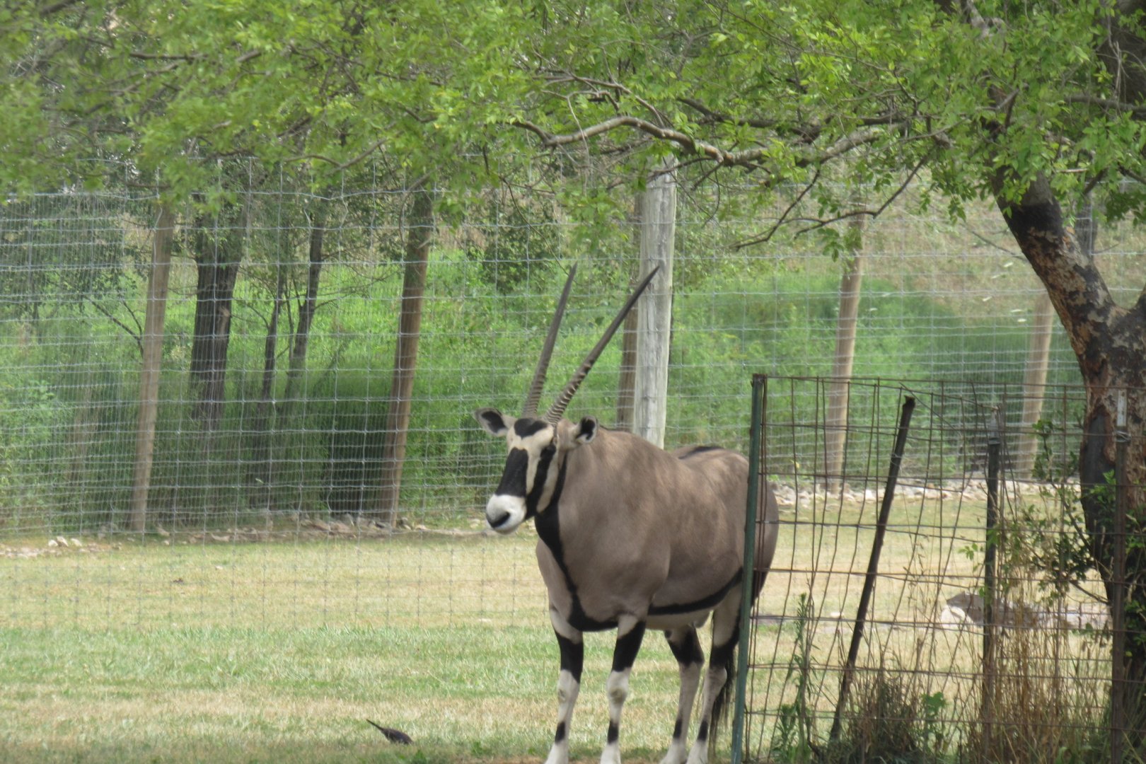 Gemsbok