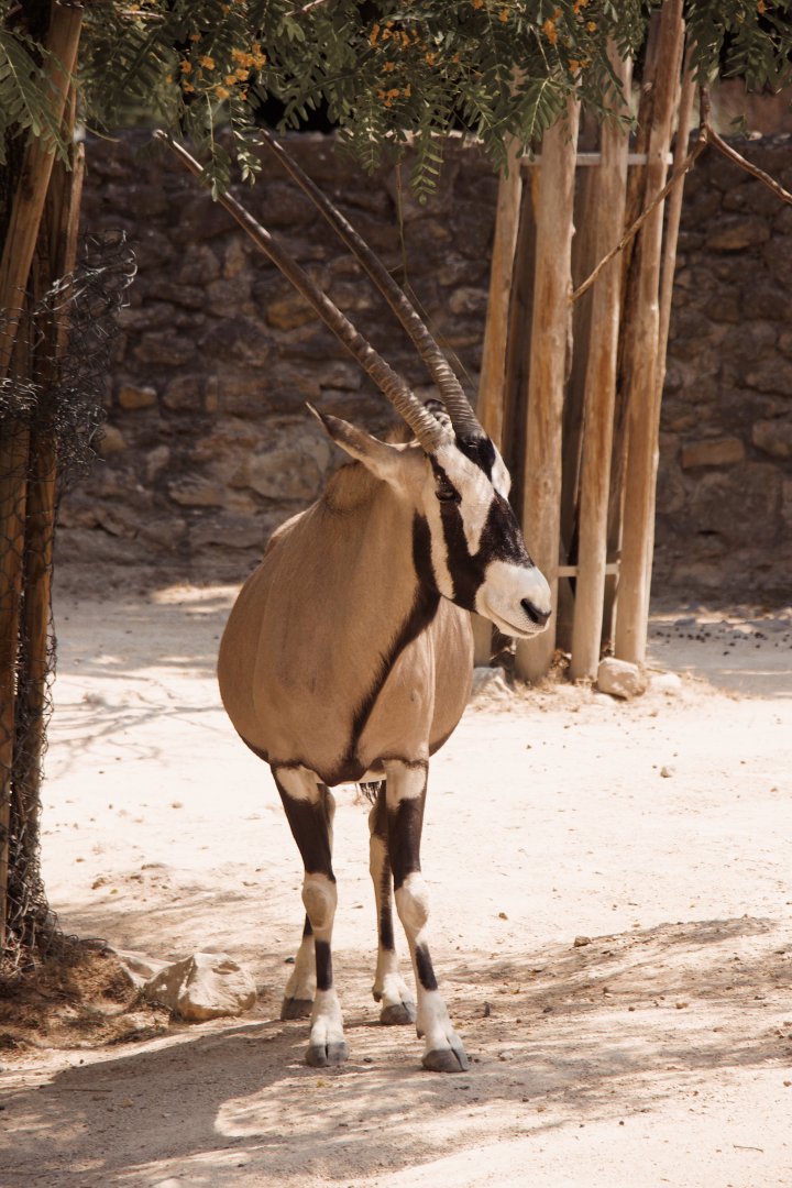 Gemsbok