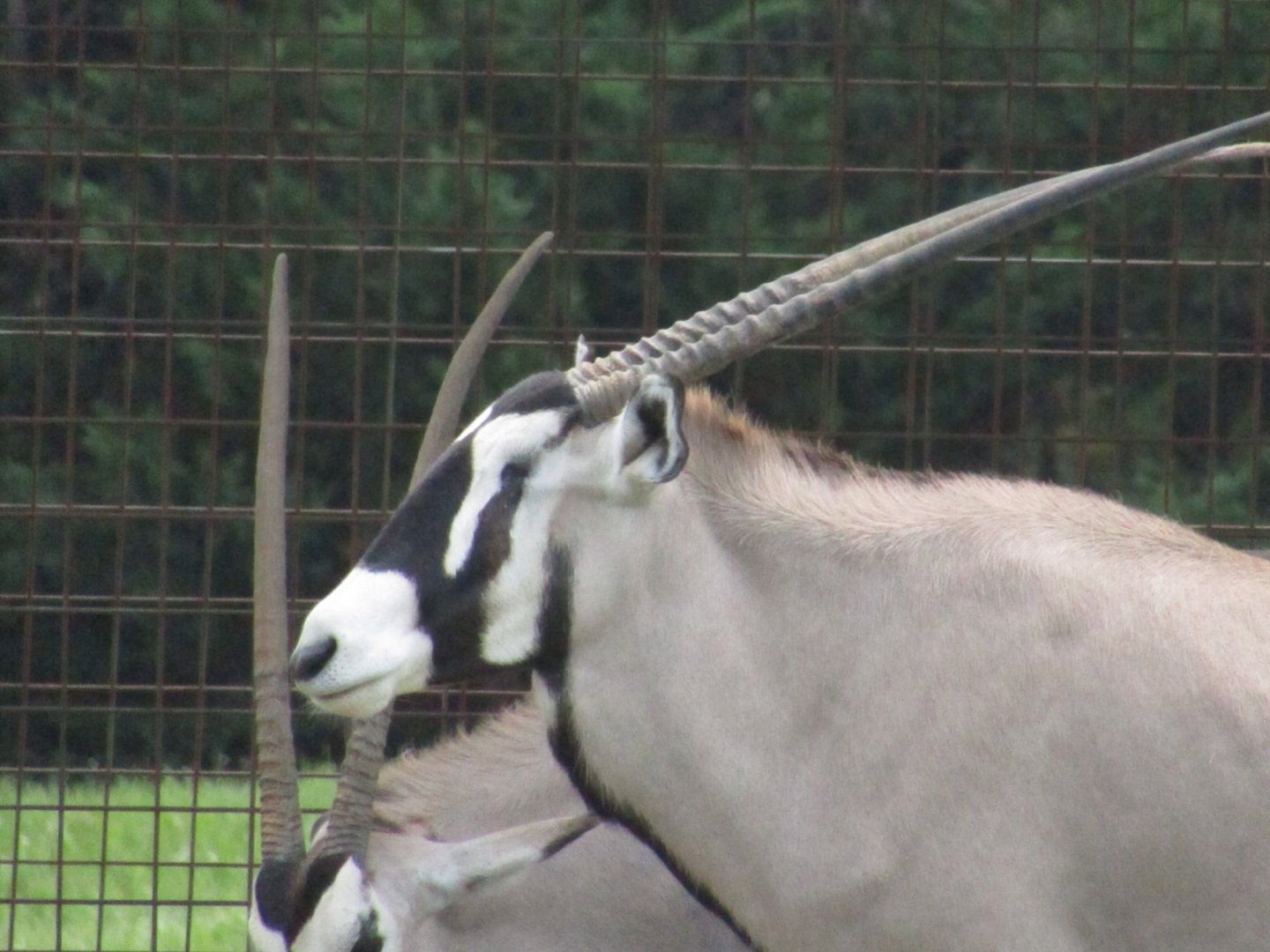 Gemsbok