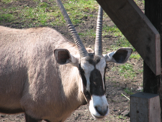 Gemsbok