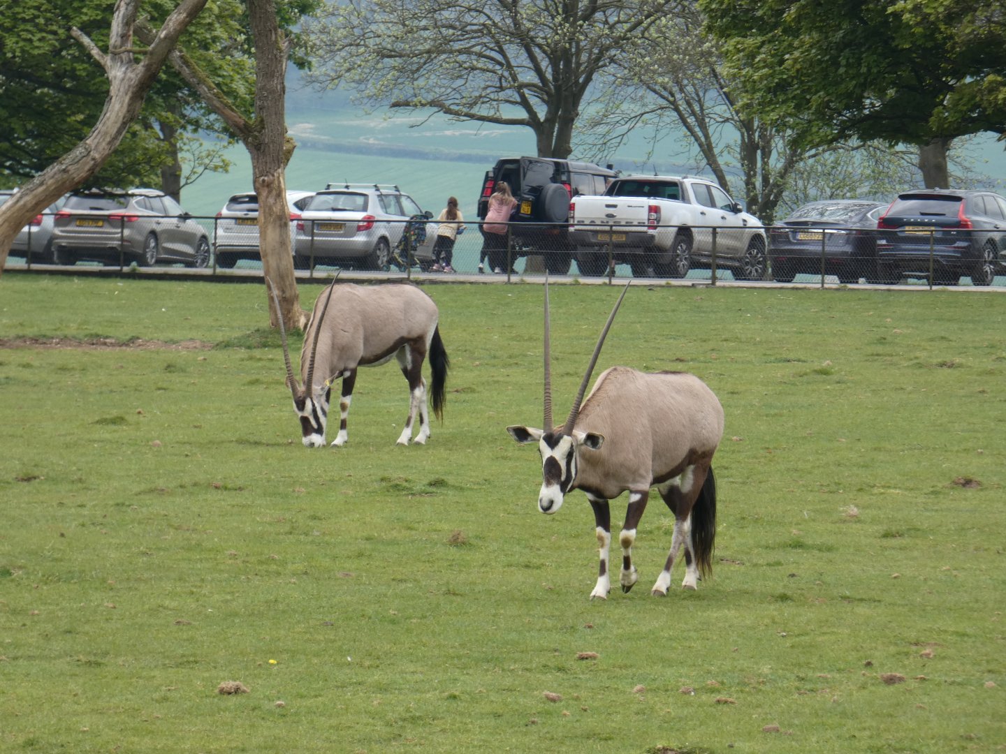 Gemsbok