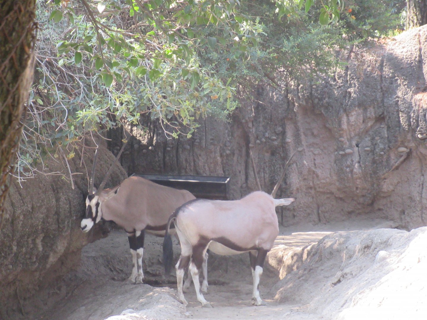 Gemsbok