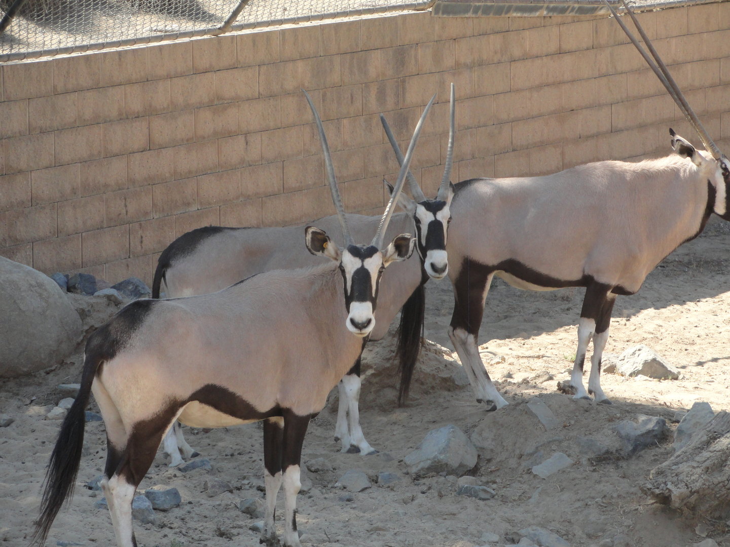 Gemsbok