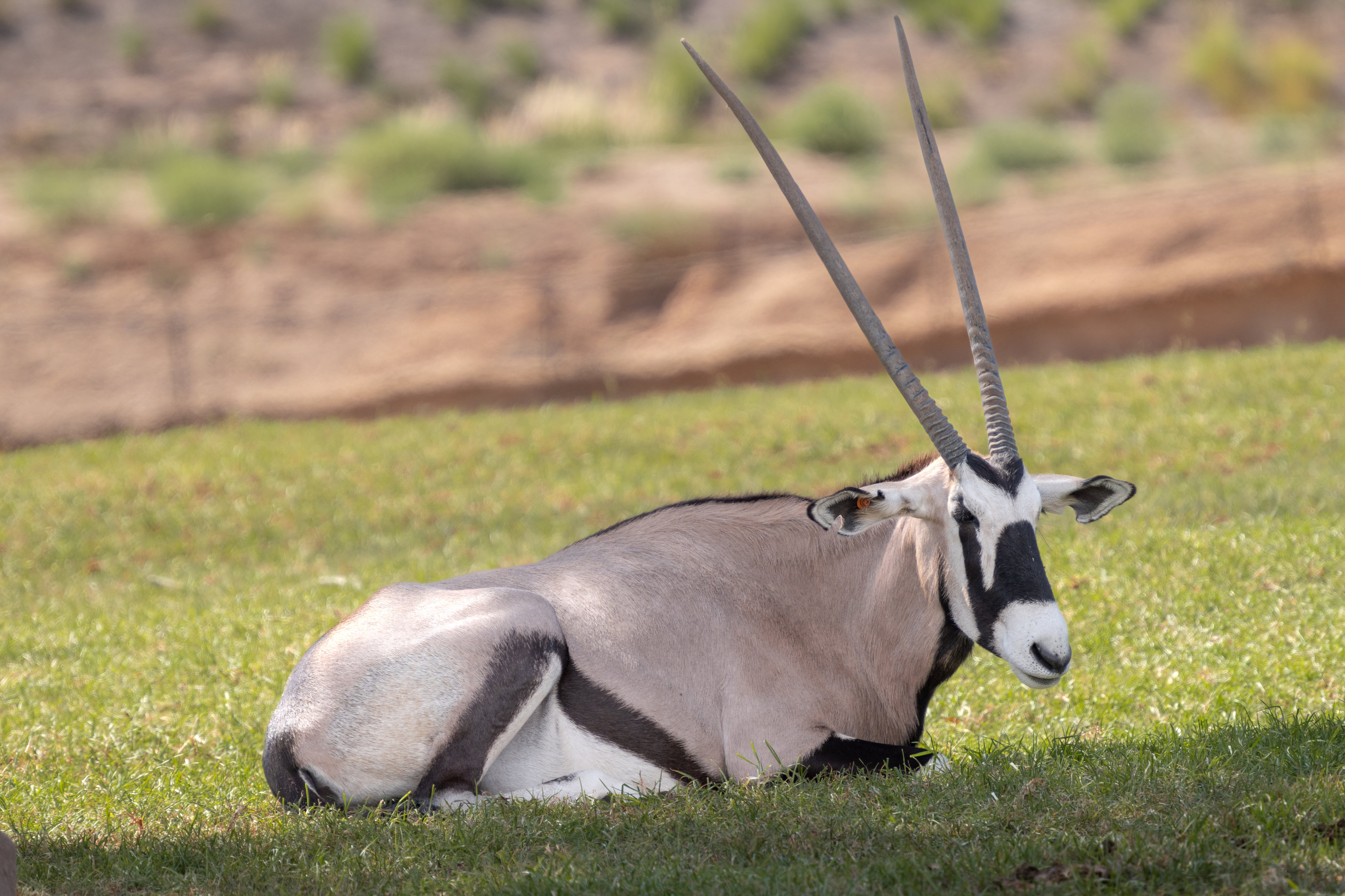 Gemsbok