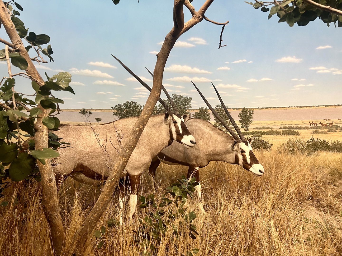 Gemsbok