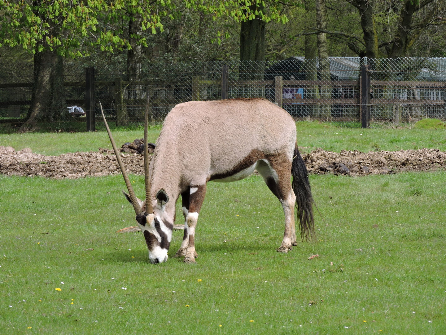 Gemsbok
