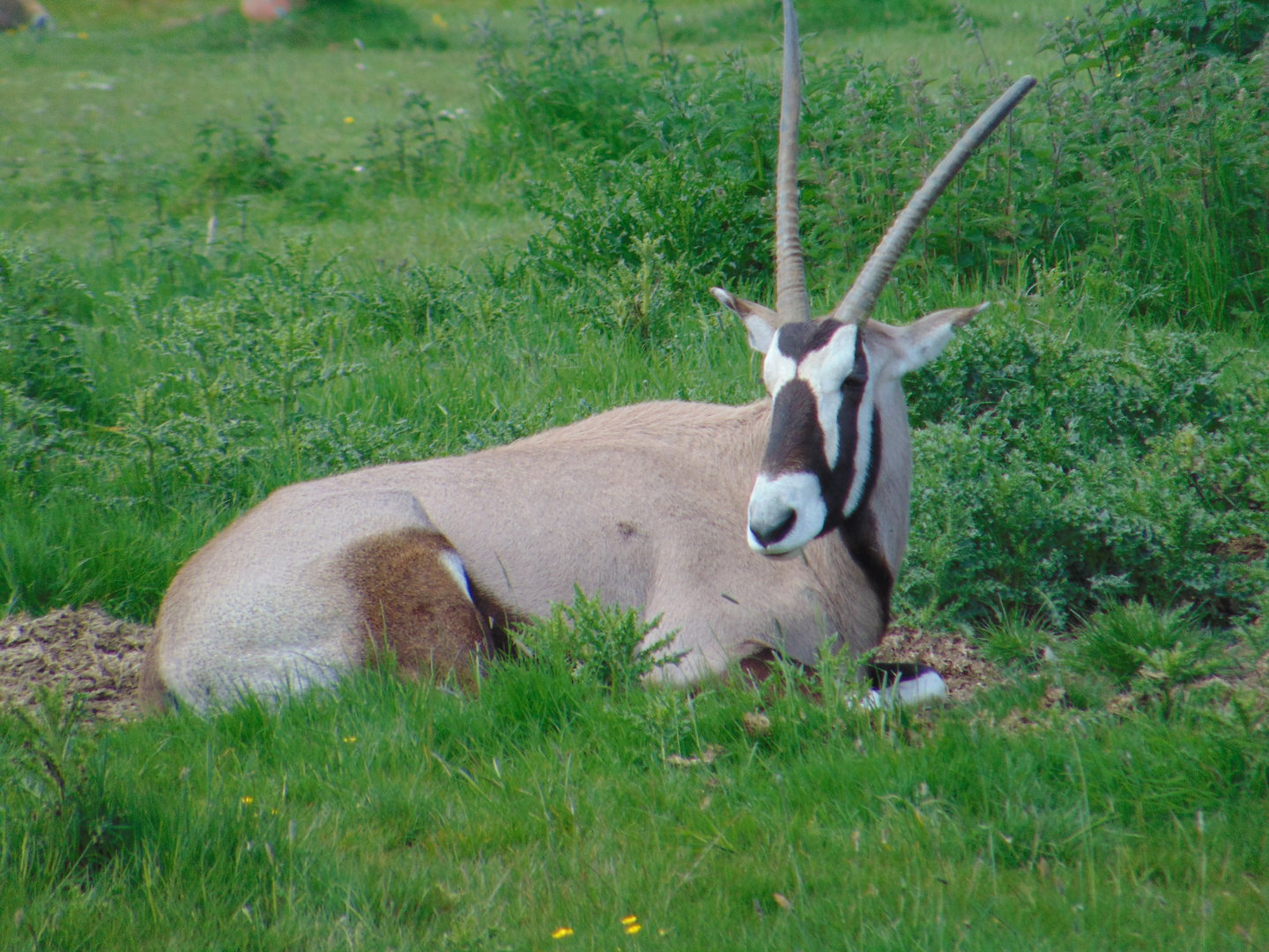 Gemsbok