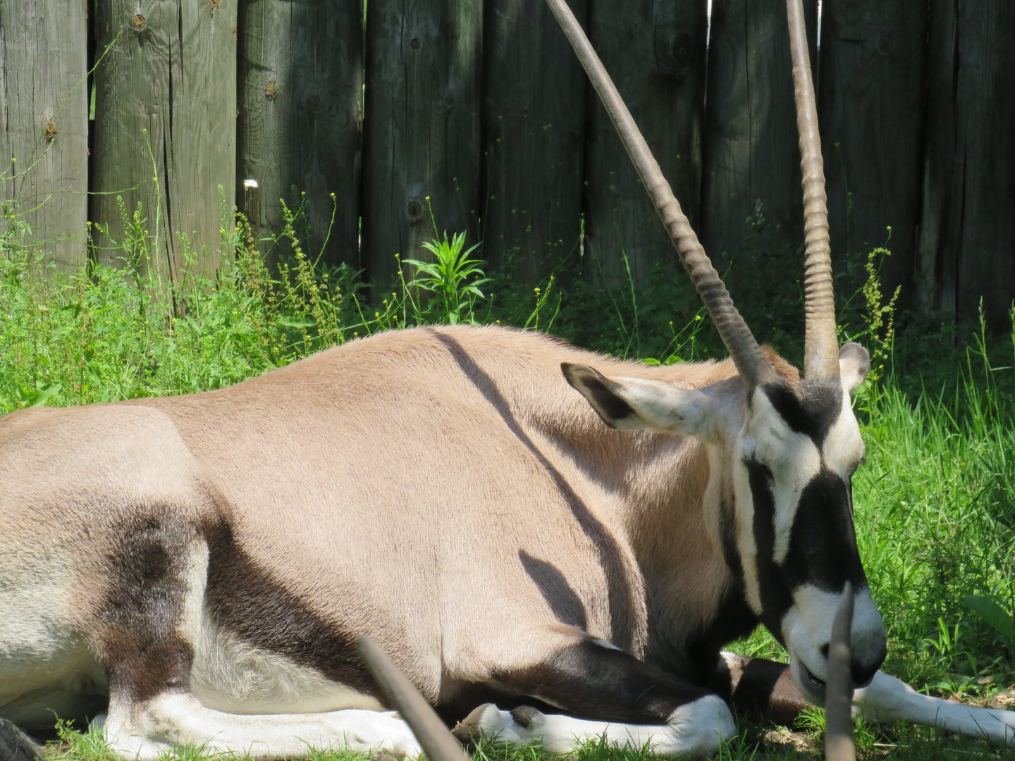 Gemsbok