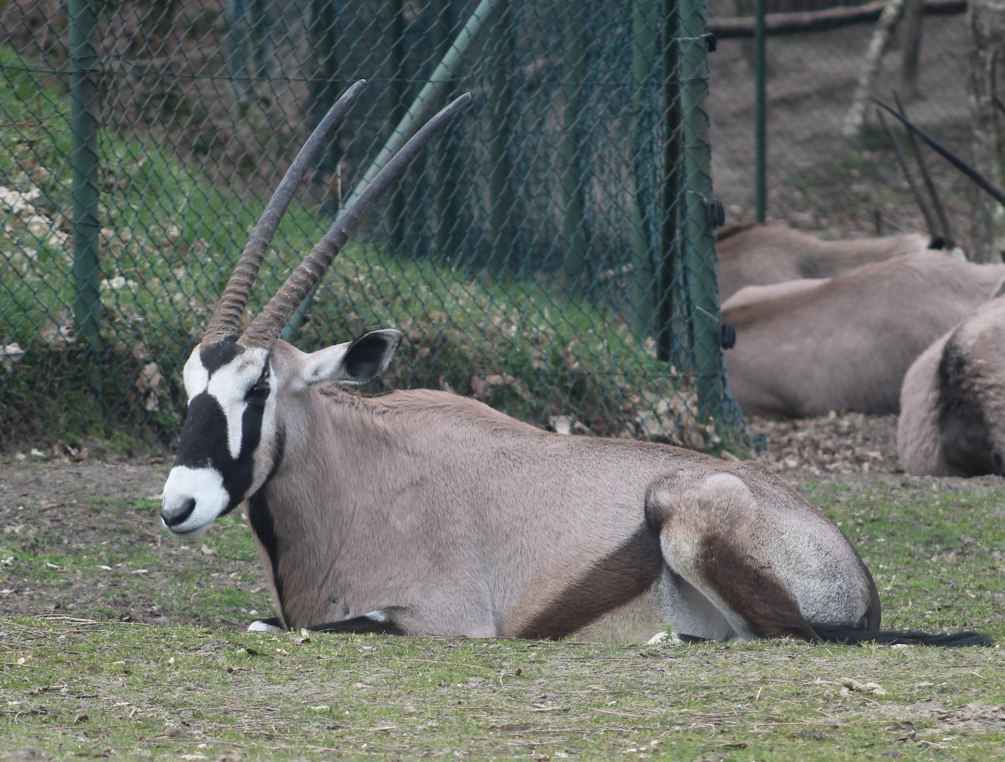 Gemsbok