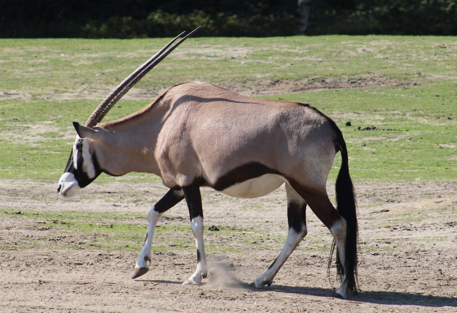 Gemsbok