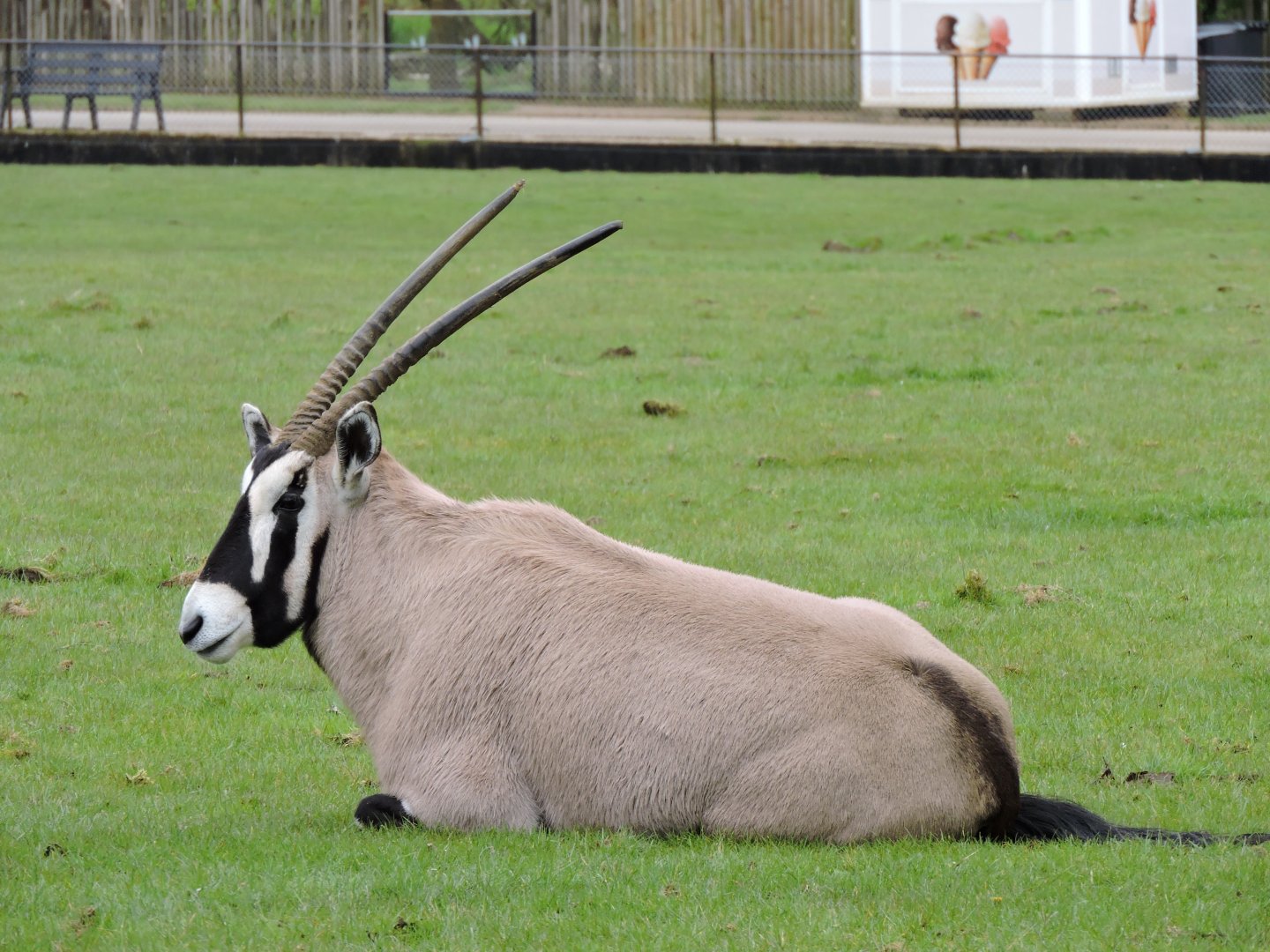 Gemsbok