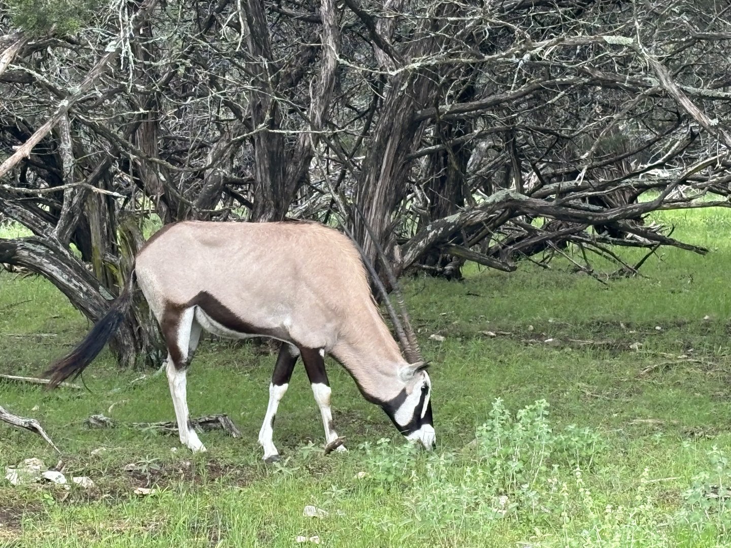 Gemsbok