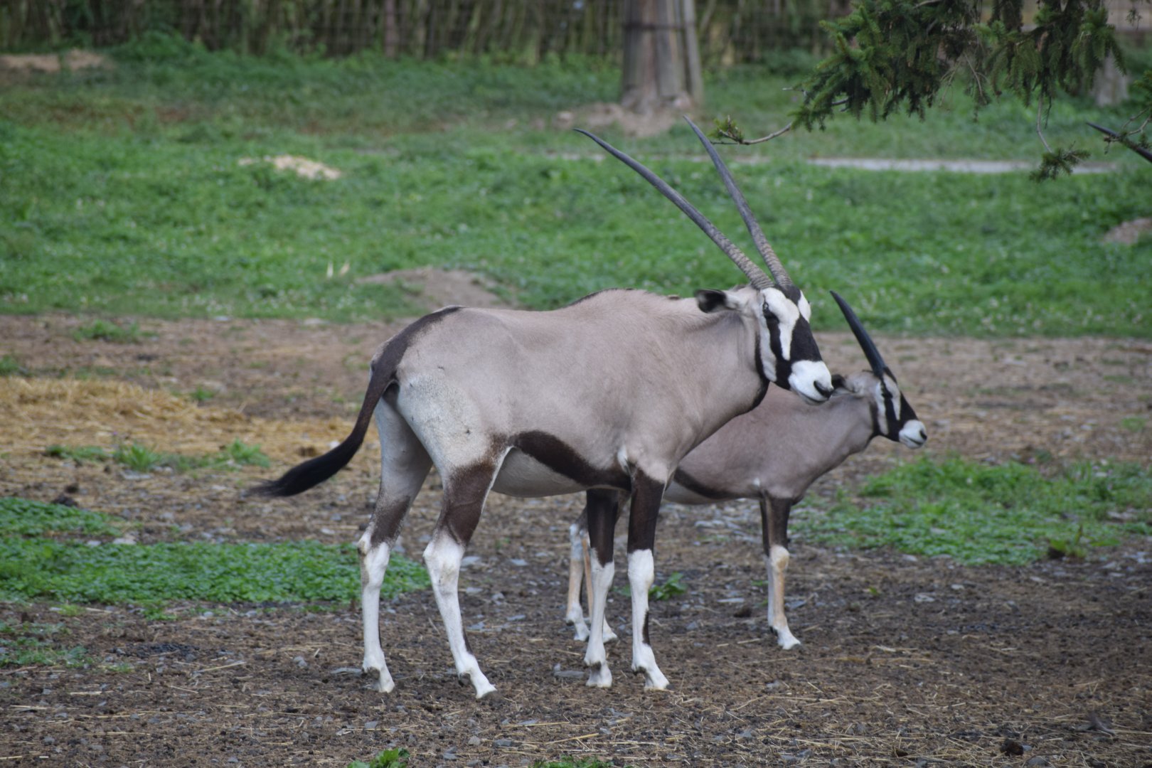 Gemsbok
