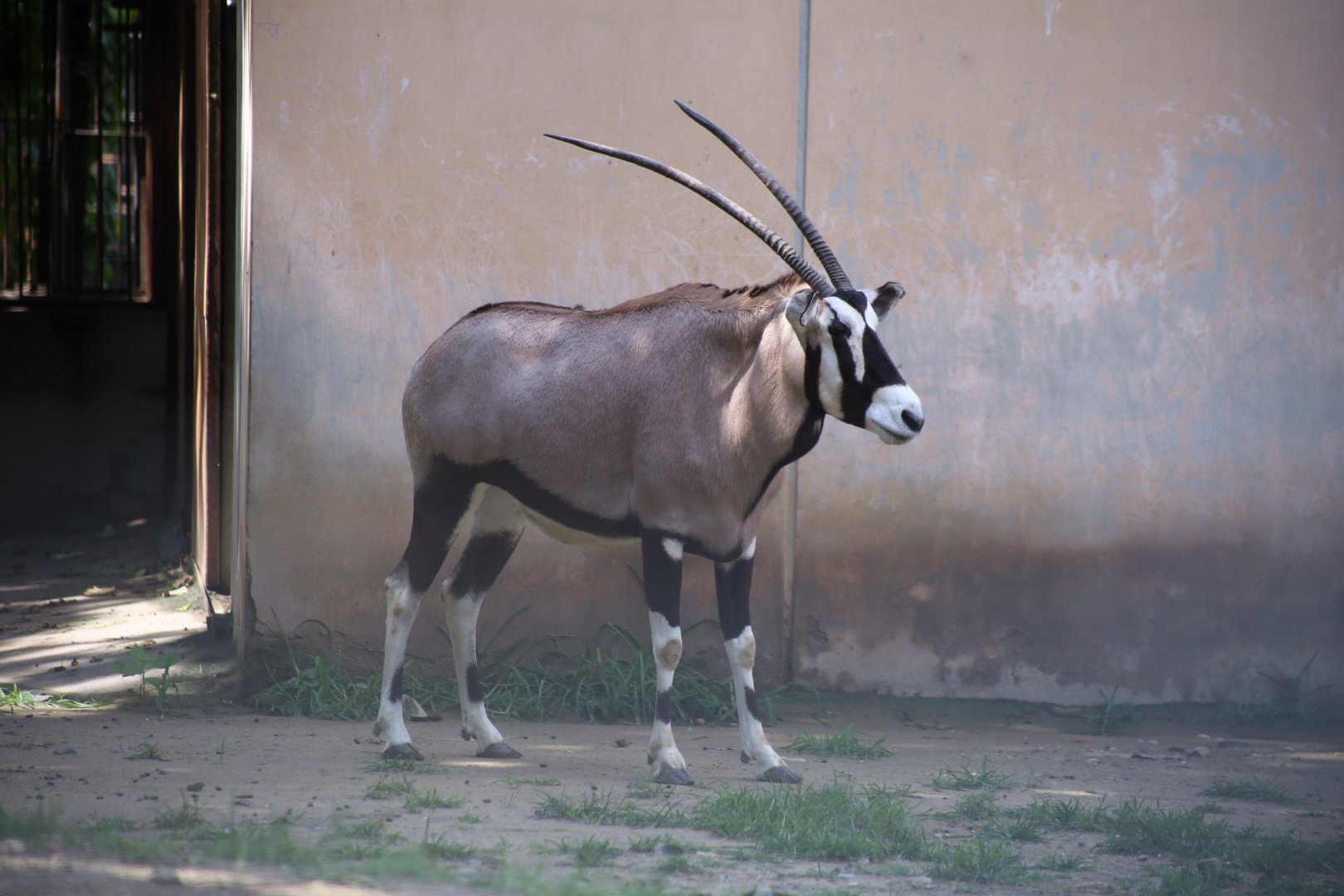 Gemsbok