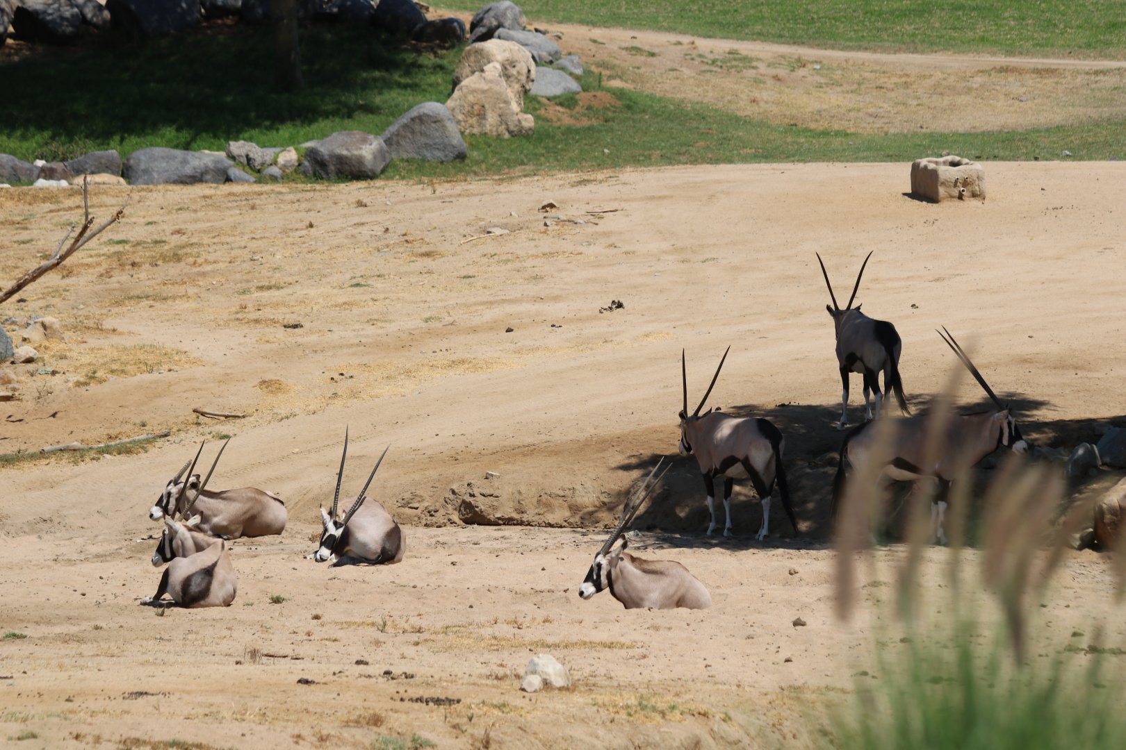 Gemsbok