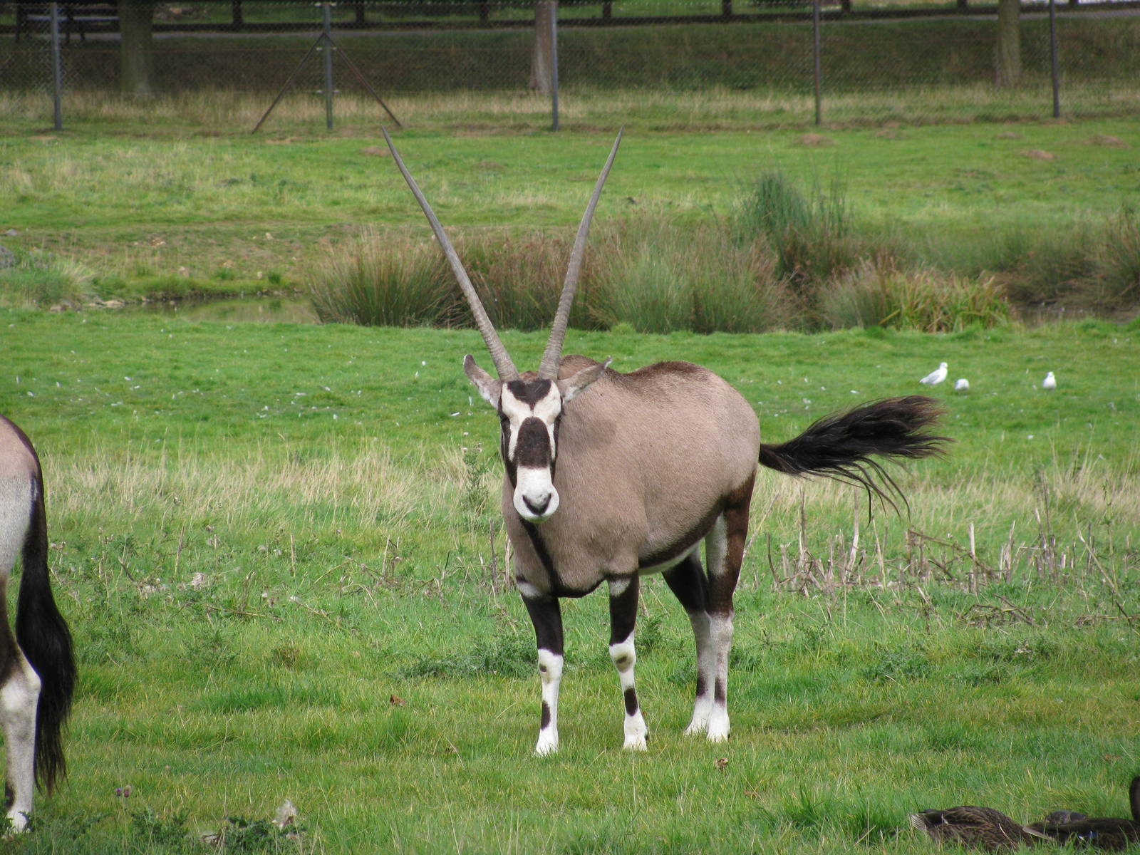 Gemsbok