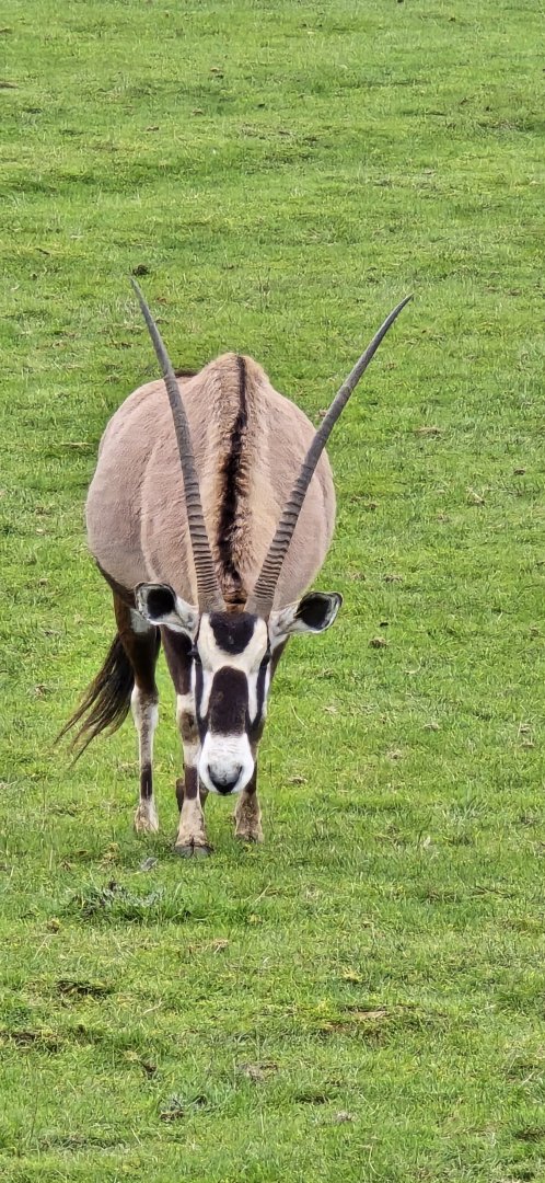Gemsbok