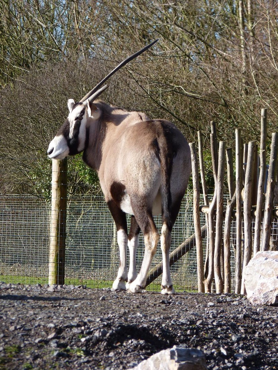 Gemsbok