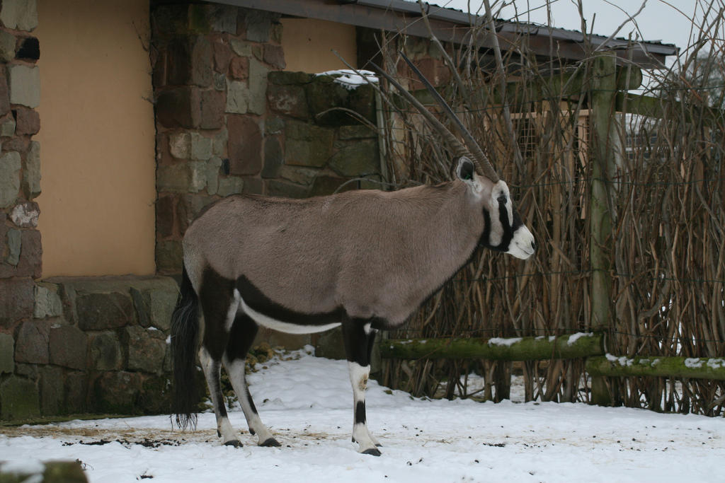 Gemsbok
