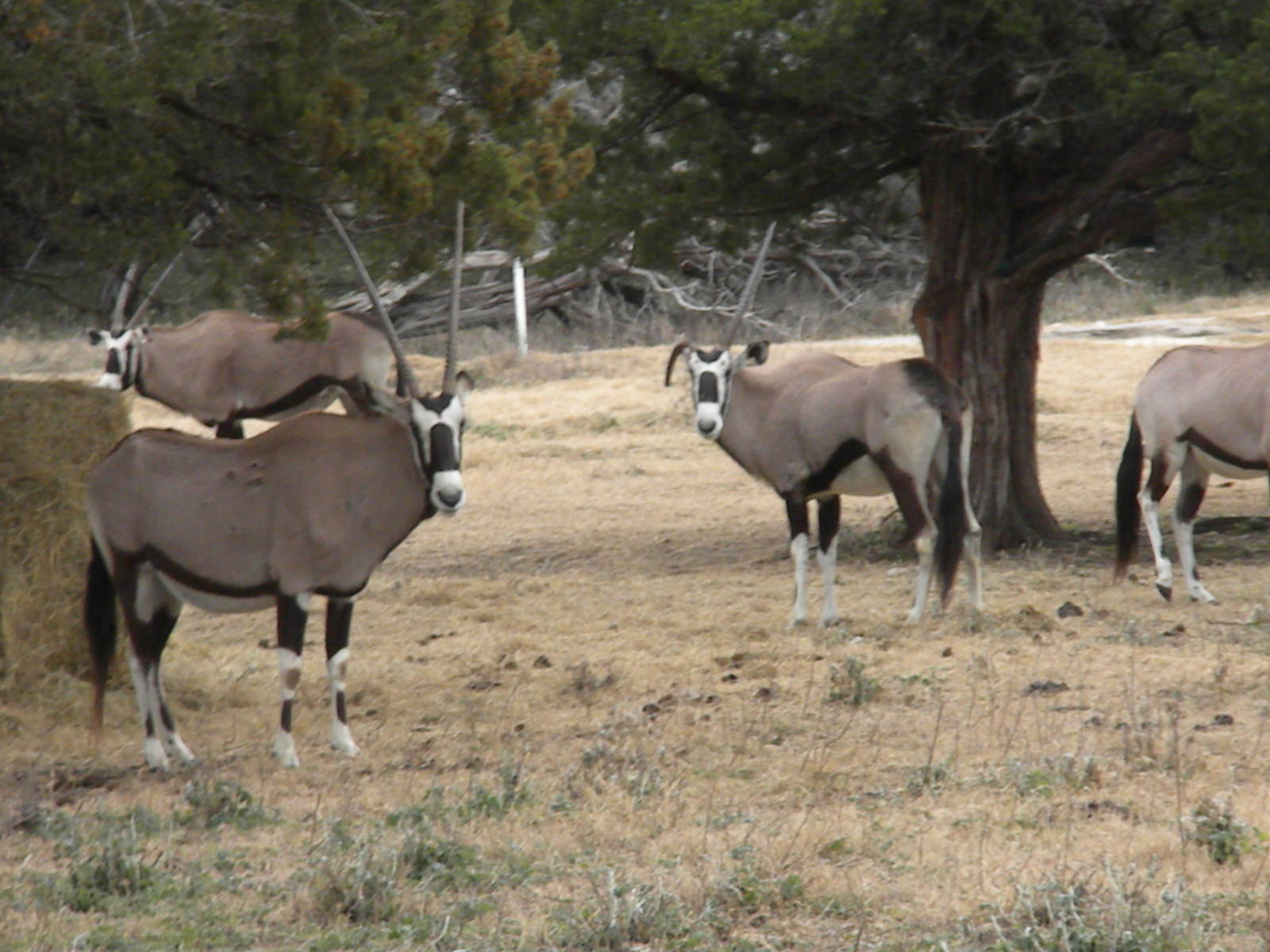 Gemsbok
