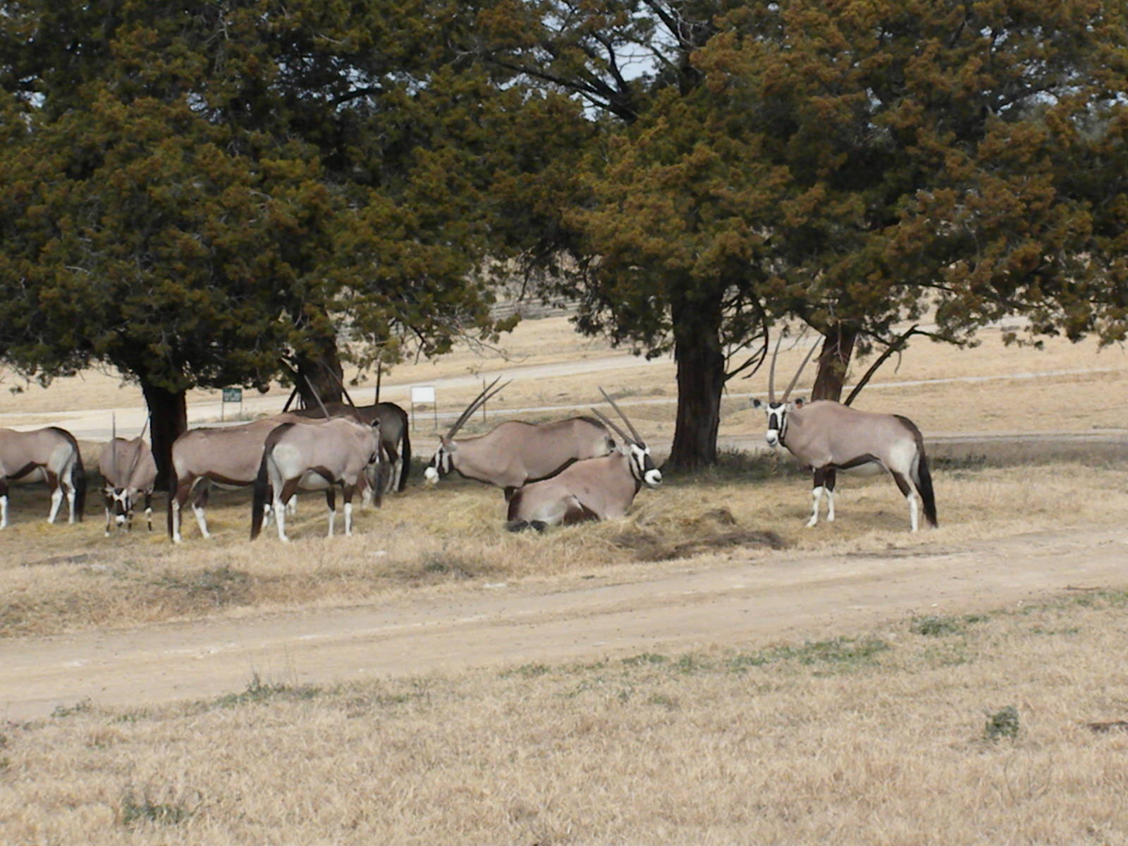 Gemsbok