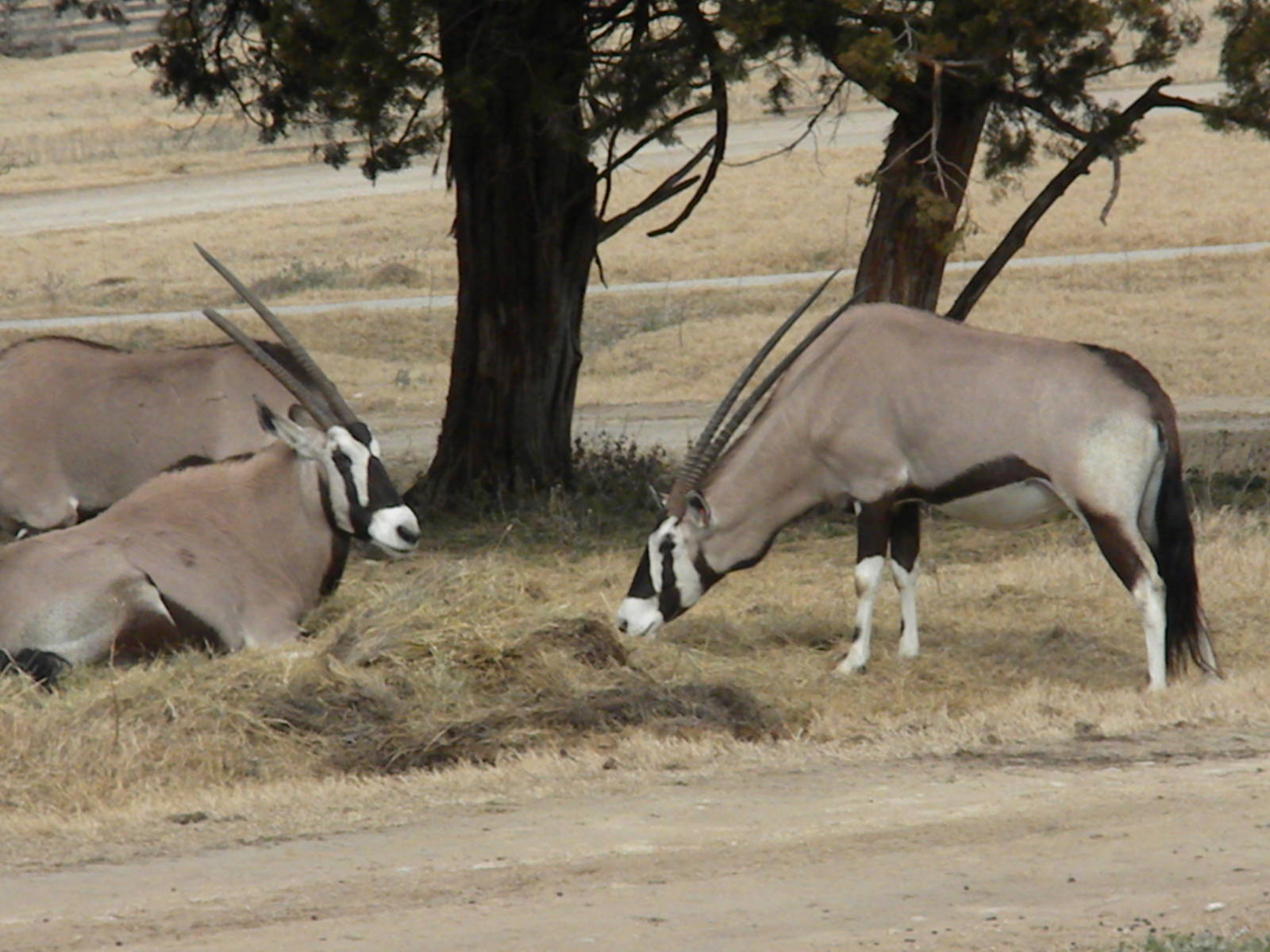 Gemsbok
