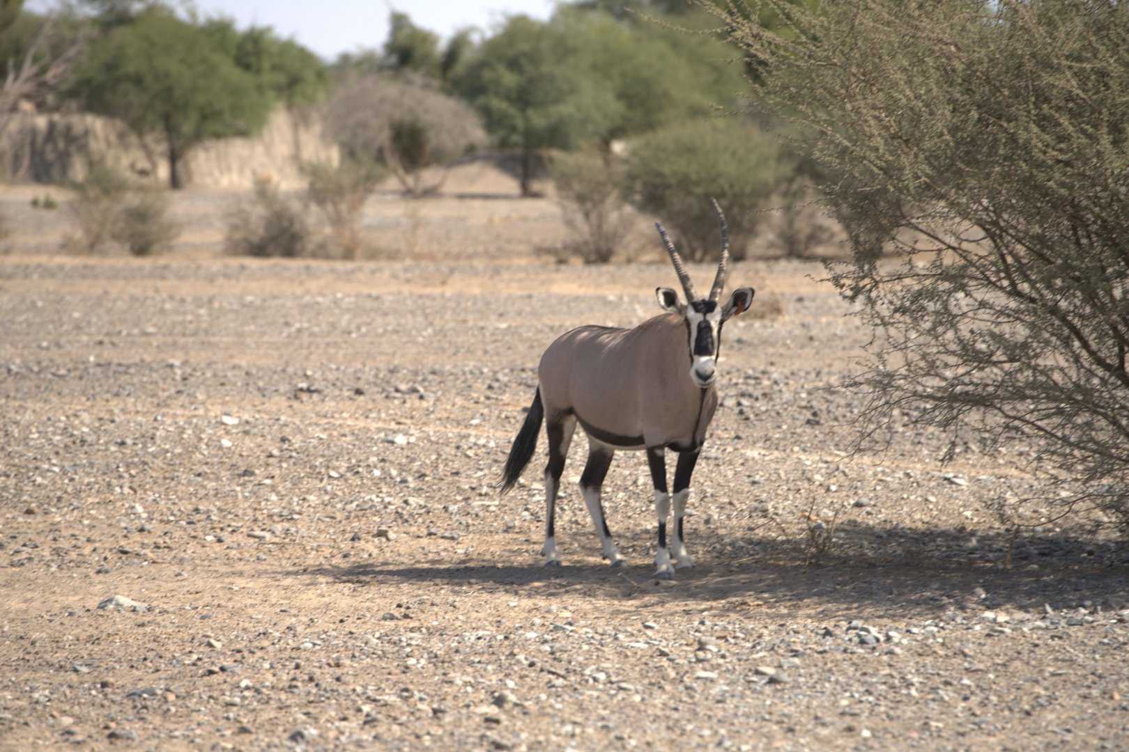 Gemsbok