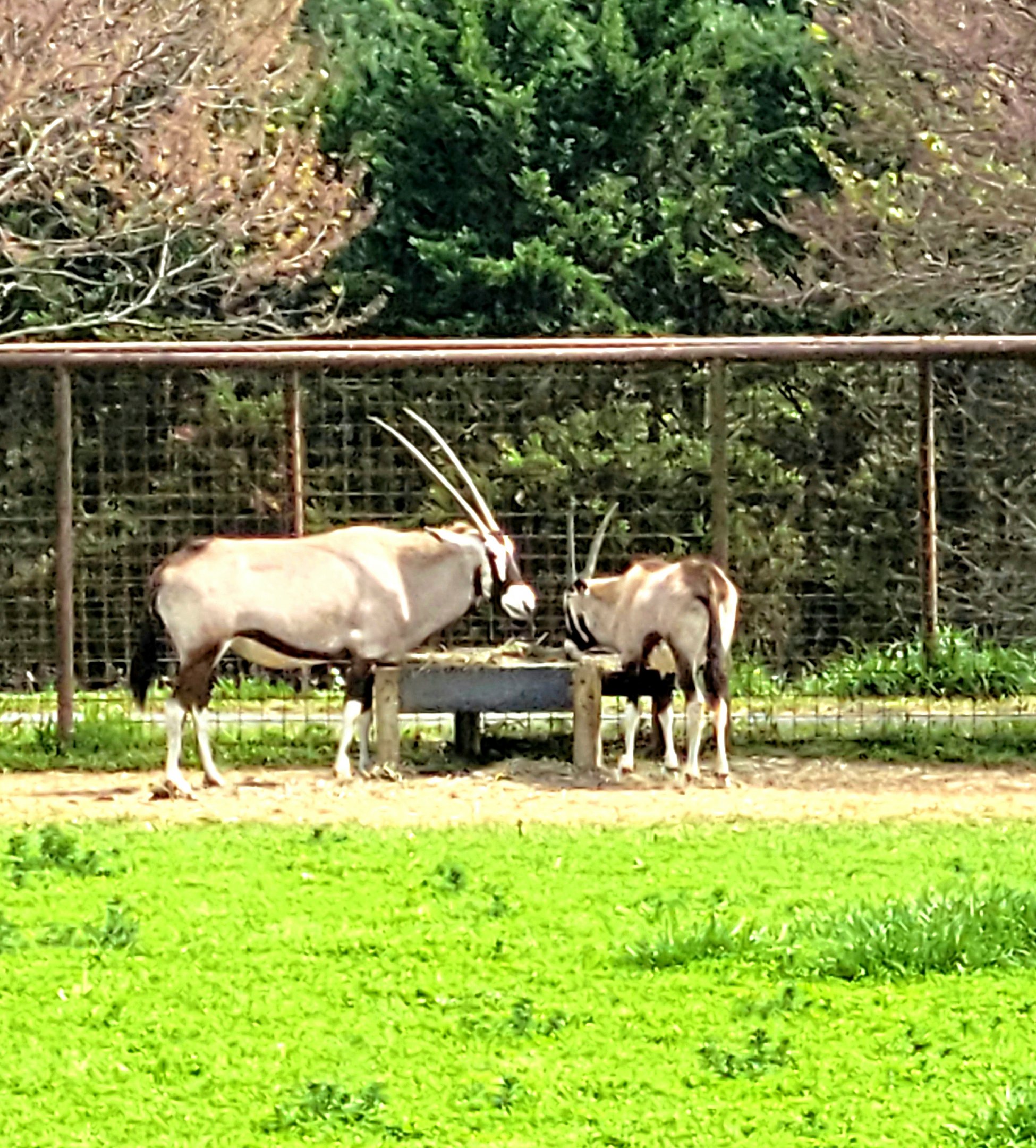 Gemsbok
