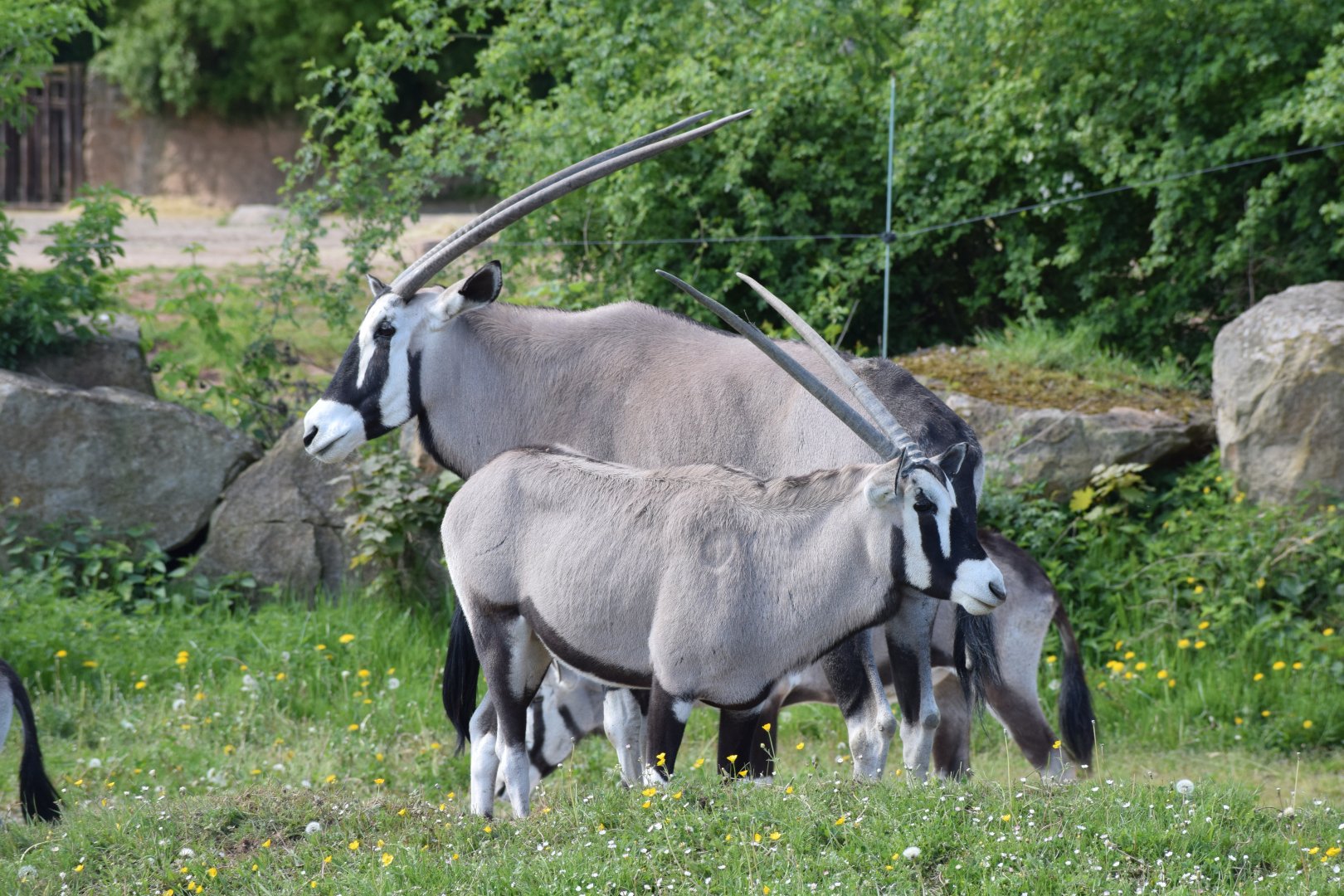 Gemsbok