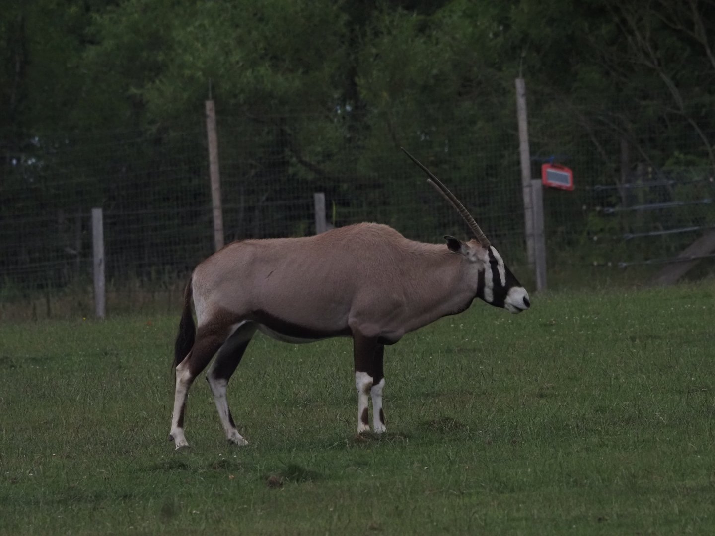 Gemsbok
