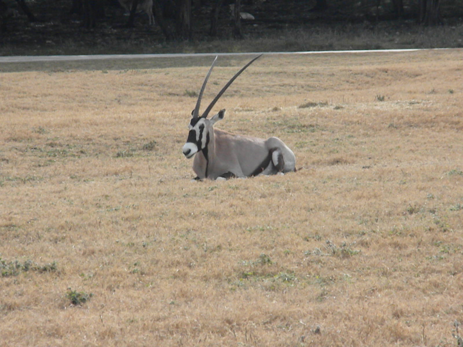 Gemsbok