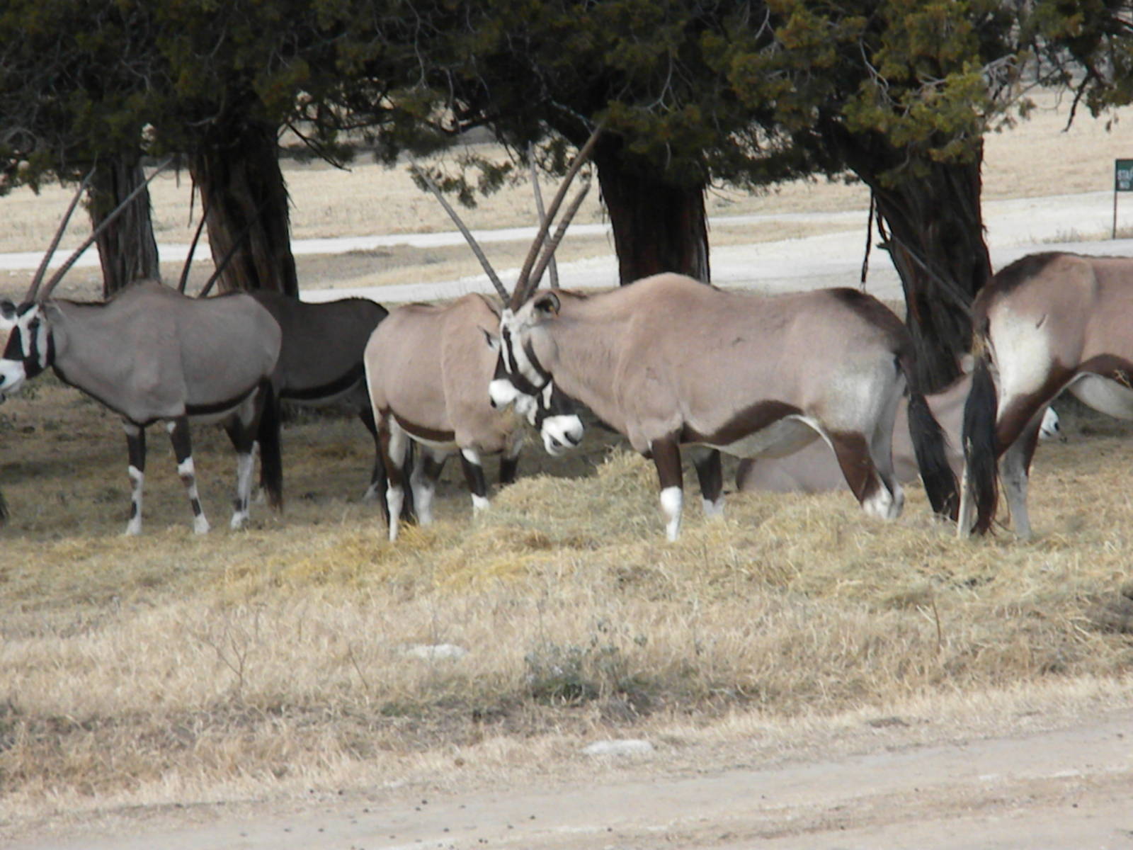 Gemsbok
