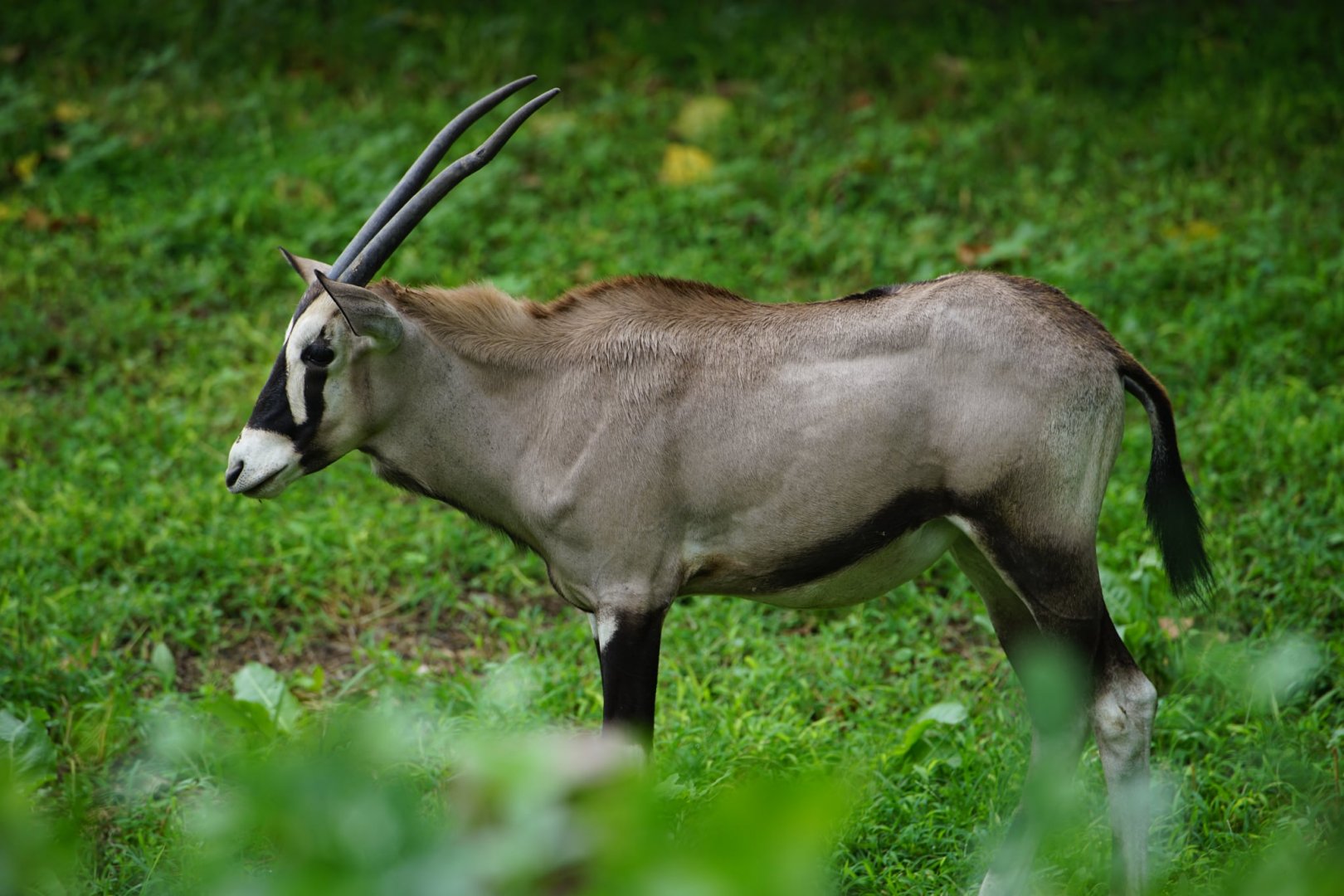 Gemsbok