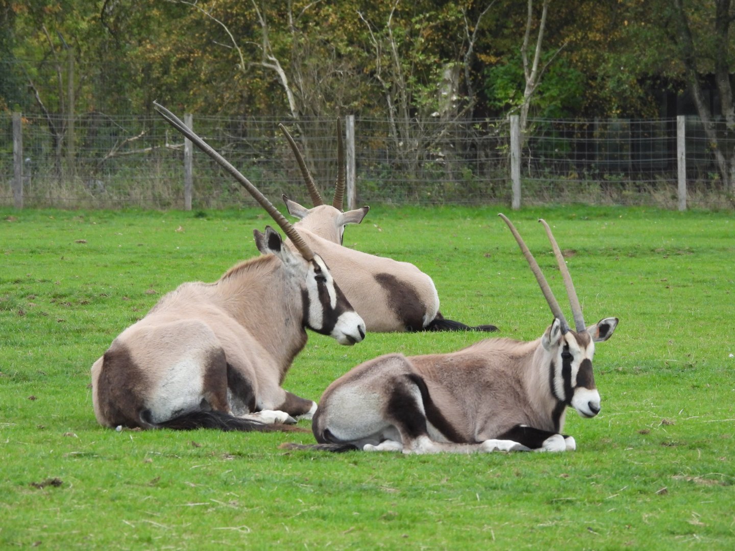 Gemsbok