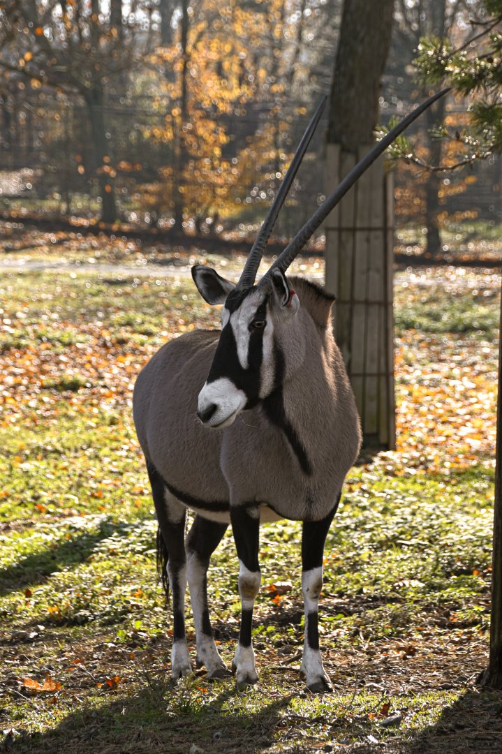 Gemsbok
