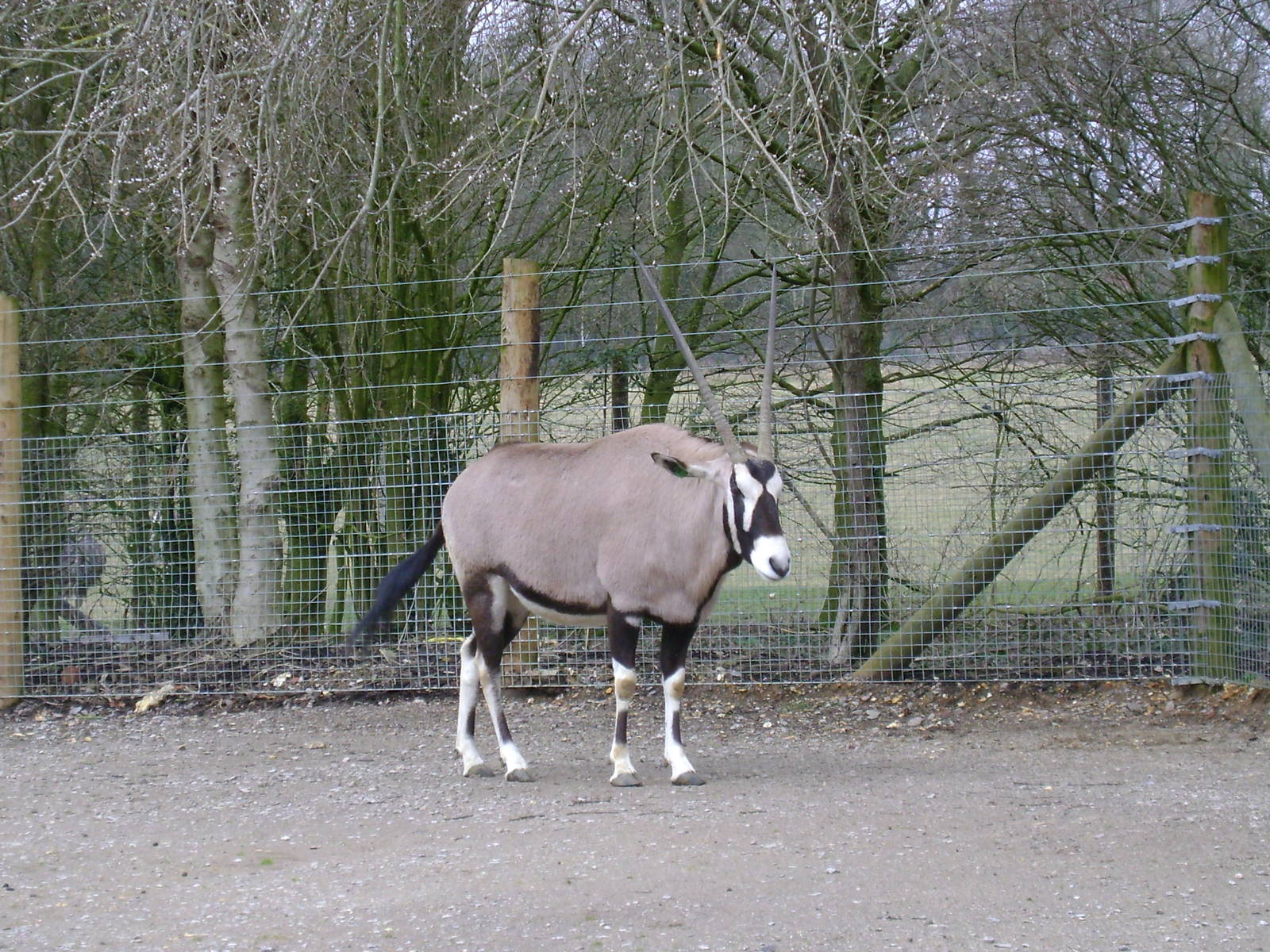 Gemsbok