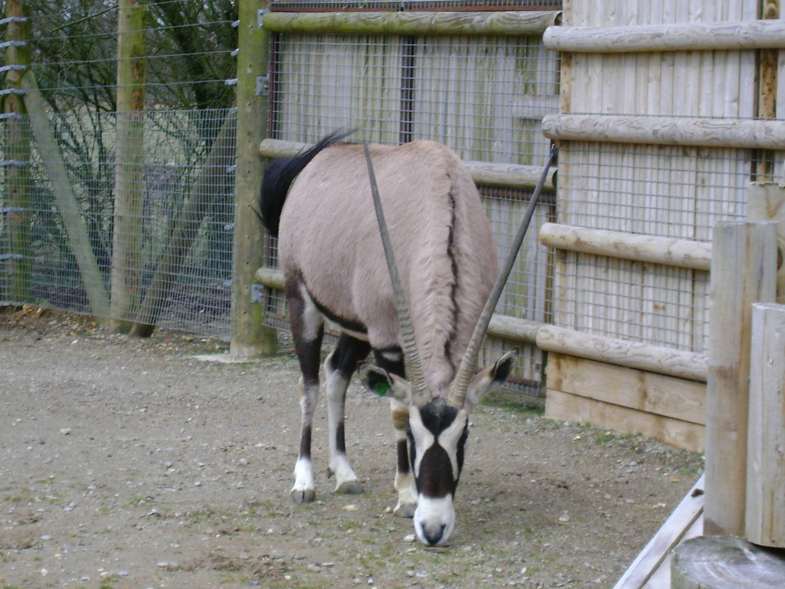 Gemsbok