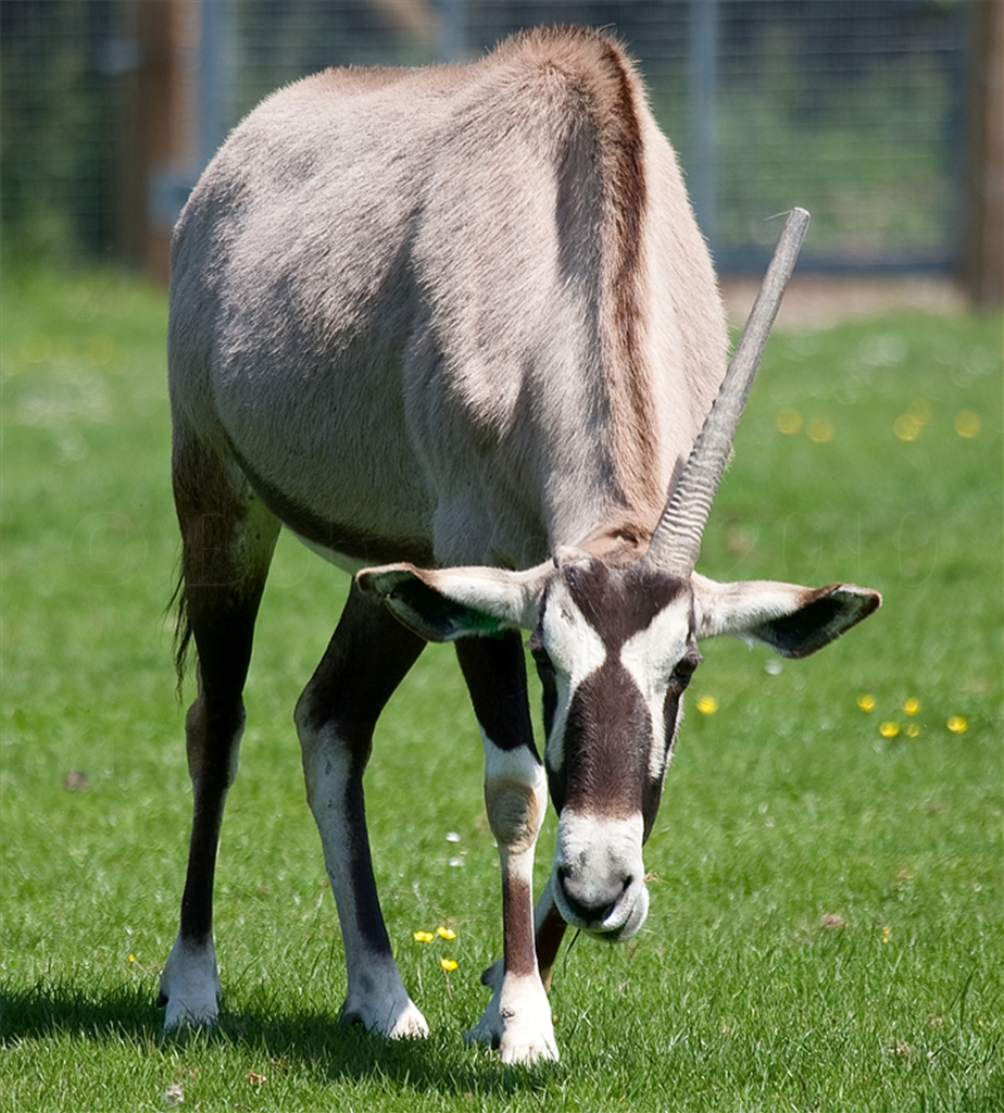 Gemsbok