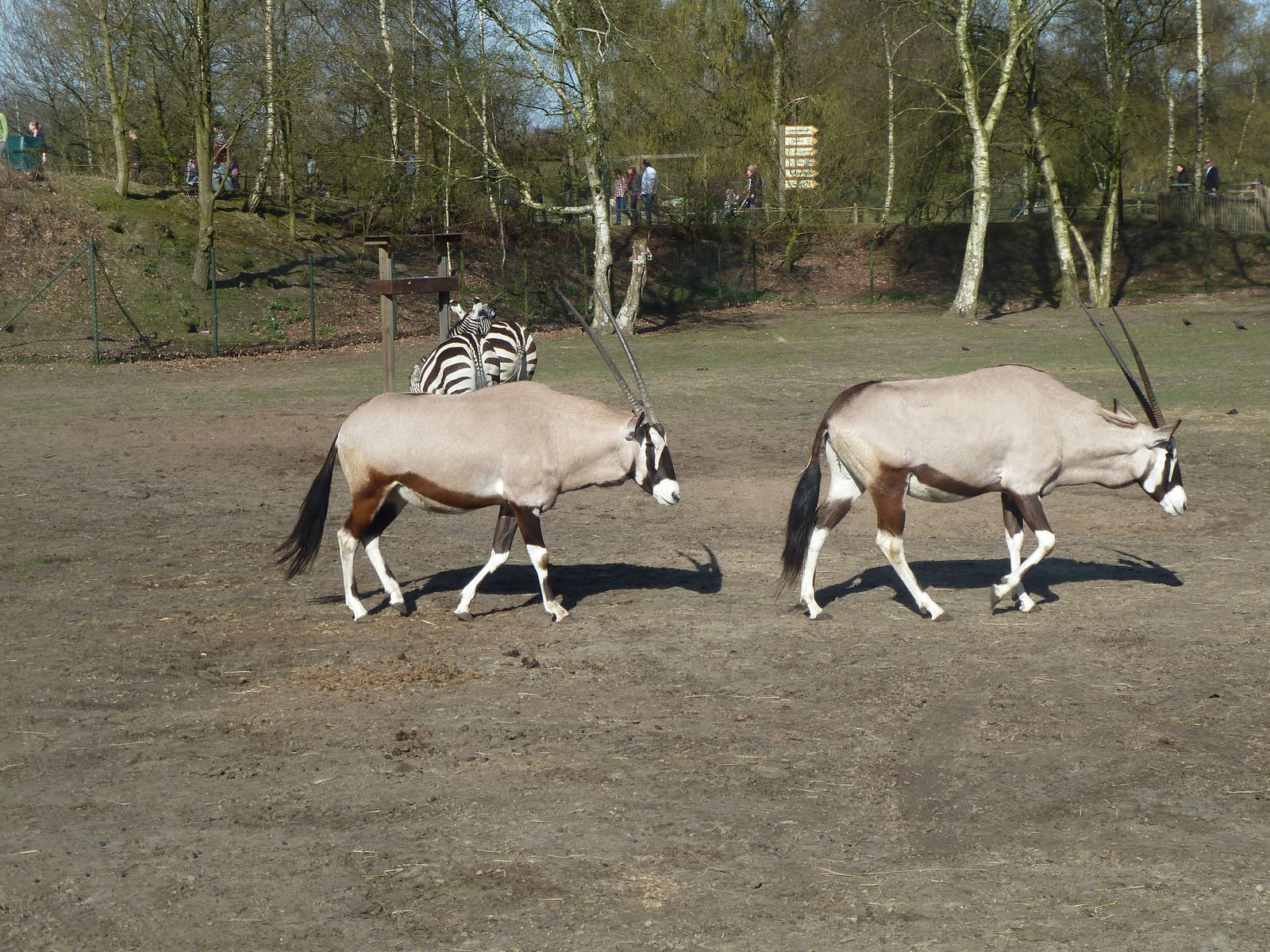 Gemsboks and Zebra's