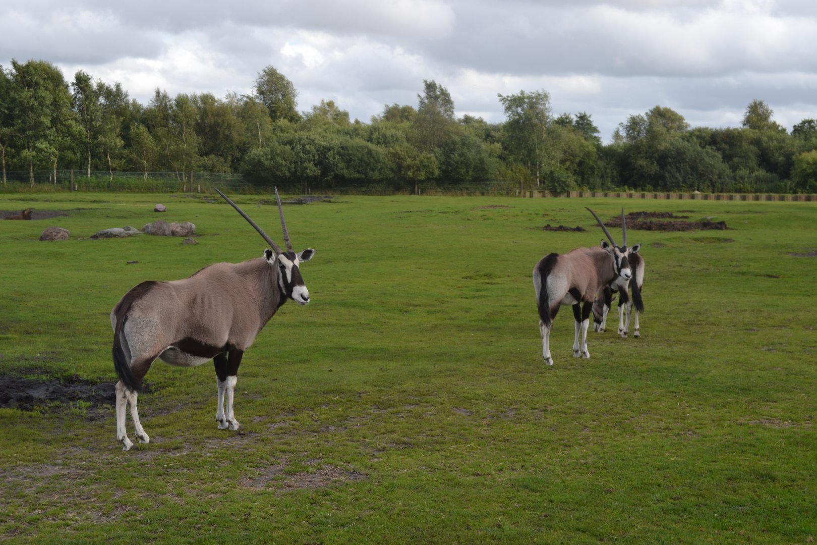 Gemsboks in Givskud Zoo